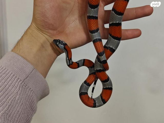 תמונת מודעה - חיות מחמד