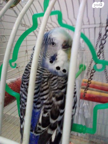 תמונת מודעה - חיות מחמד