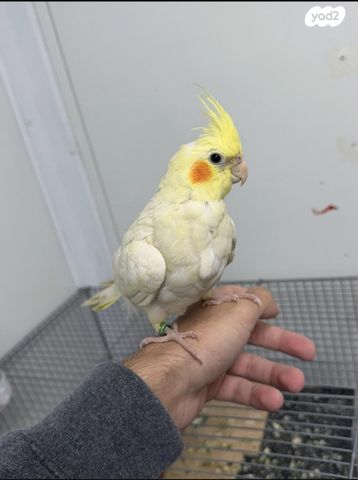 תמונת מודעה - חיות מחמד