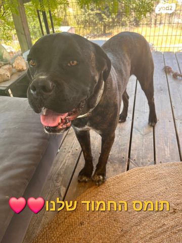 תמונת מודעה - חיות מחמד