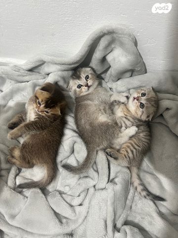 תמונת מודעה - חיות מחמד