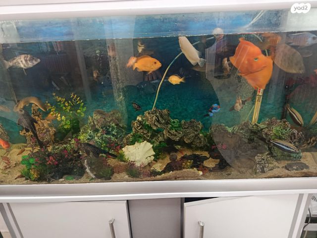 תמונת מודעה - חיות מחמד