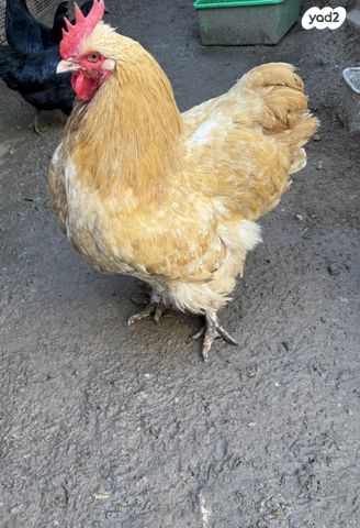 תמונת מודעה - חיות מחמד