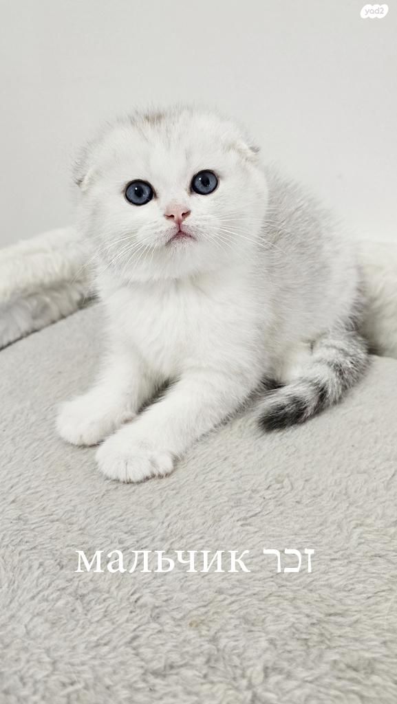 תמונת מודעה - חיות מחמד