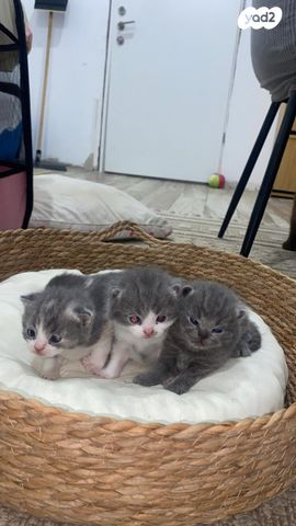 תמונת מודעה - חיות מחמד