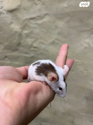 תמונת מודעה - חיות מחמד