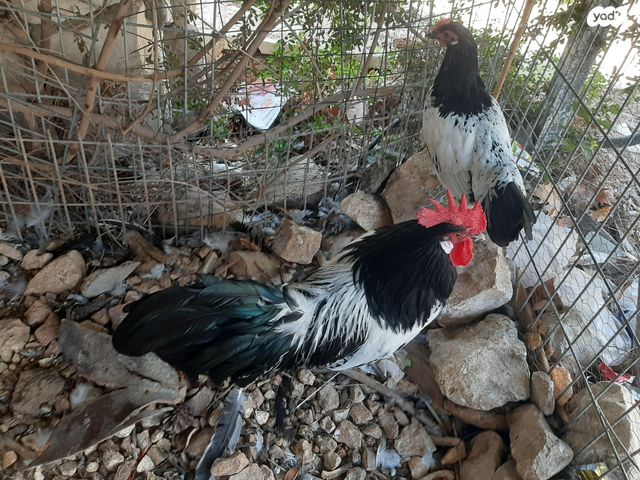 תמונת מודעה - חיות מחמד