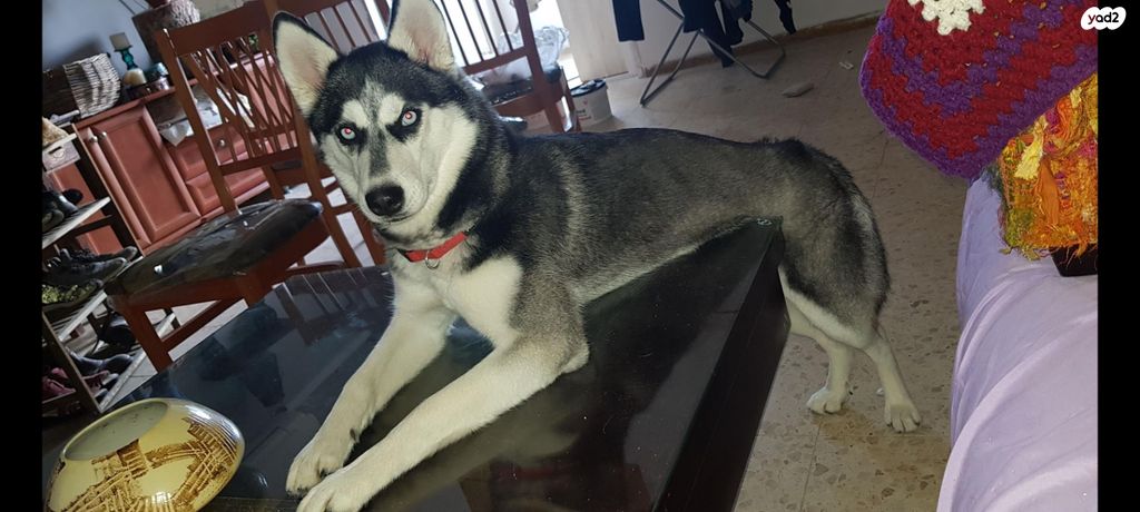 תמונת מודעה - חיות מחמד