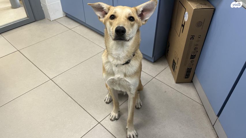 תמונת מודעה - חיות מחמד