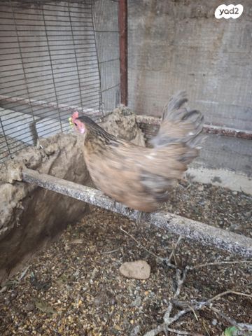 תמונת מודעה - חיות מחמד