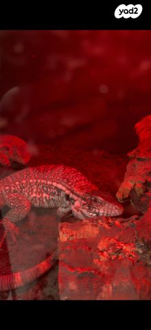 תמונת מודעה - חיות מחמד