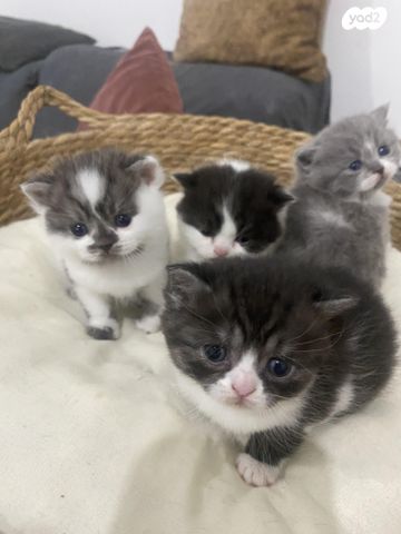 תמונת מודעה - חיות מחמד