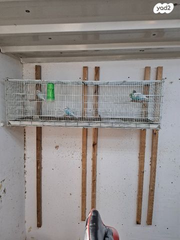 תמונת מודעה - חיות מחמד