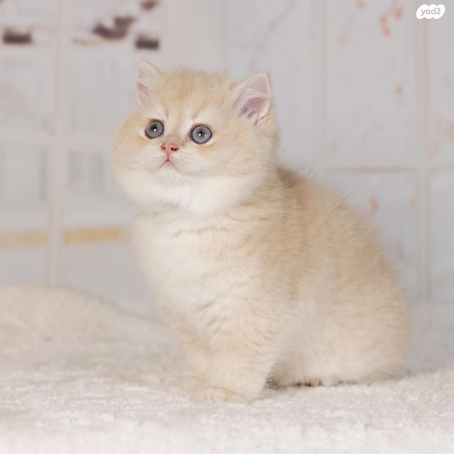 תמונת מודעה - חיות מחמד