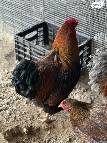 תמונת מודעה - חיות מחמד