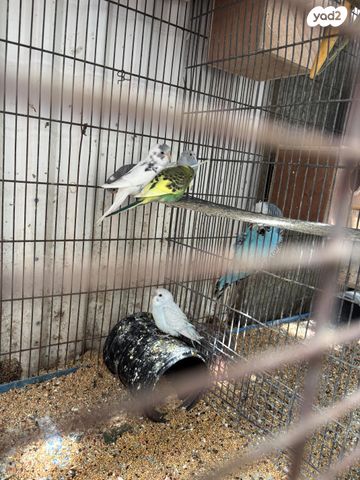 תמונת מודעה - חיות מחמד