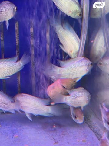 תמונת מודעה - חיות מחמד