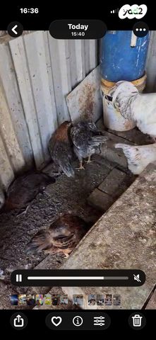 תמונת מודעה - חיות מחמד