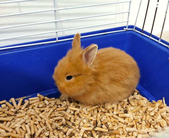 תמונת מודעה - חיות מחמד