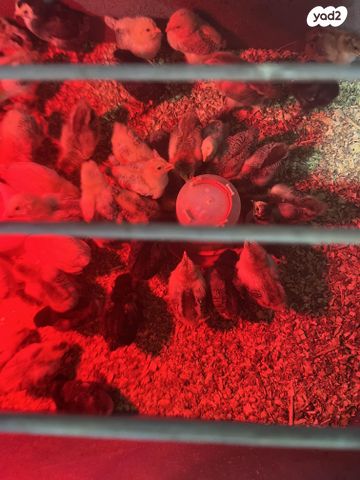 תמונת מודעה - חיות מחמד