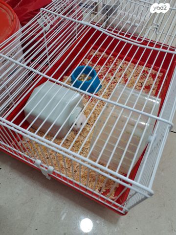 תמונת מודעה - חיות מחמד