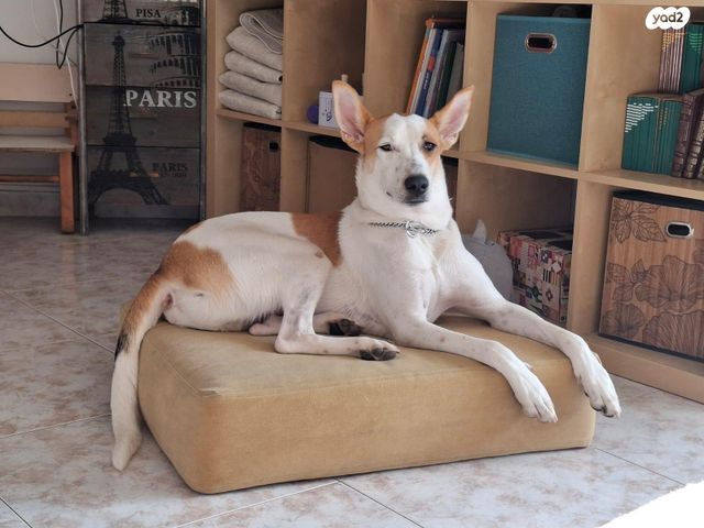 תמונת מודעה - חיות מחמד