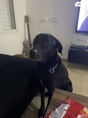 תמונת מודעה - חיות מחמד