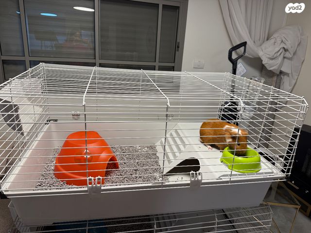 תמונת מודעה - חיות מחמד