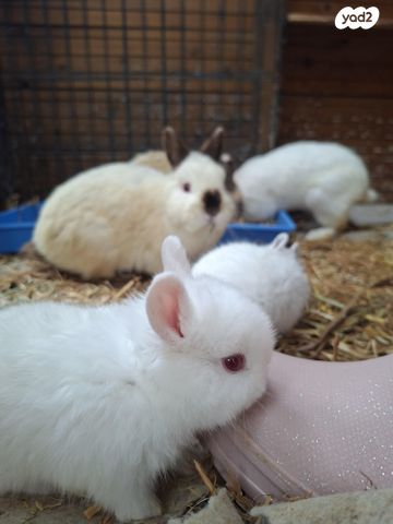 תמונת מודעה - חיות מחמד