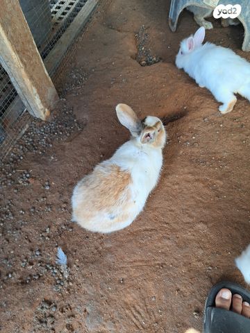 תמונת מודעה - חיות מחמד