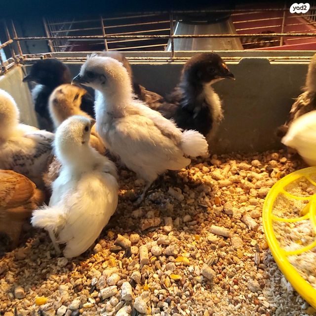 תמונת מודעה - חיות מחמד