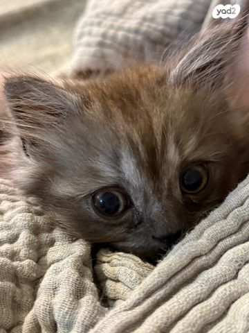 תמונת מודעה - חיות מחמד