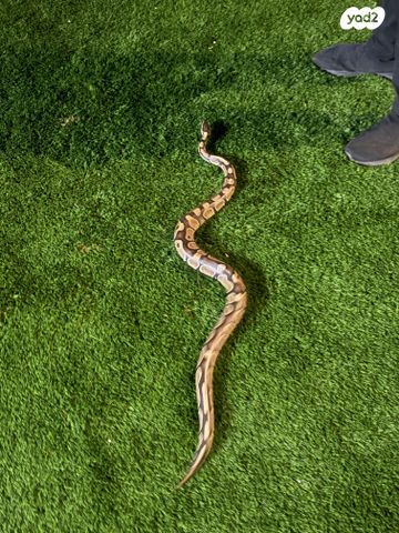 תמונת מודעה - חיות מחמד