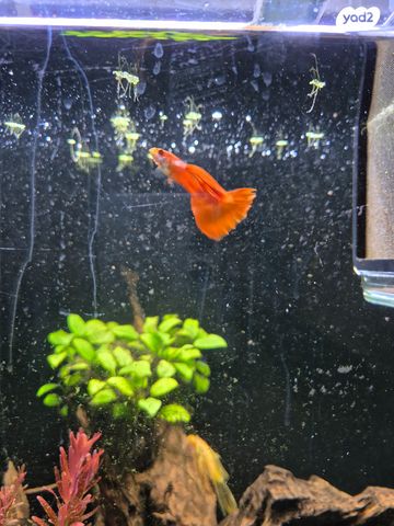 תמונת מודעה - חיות מחמד