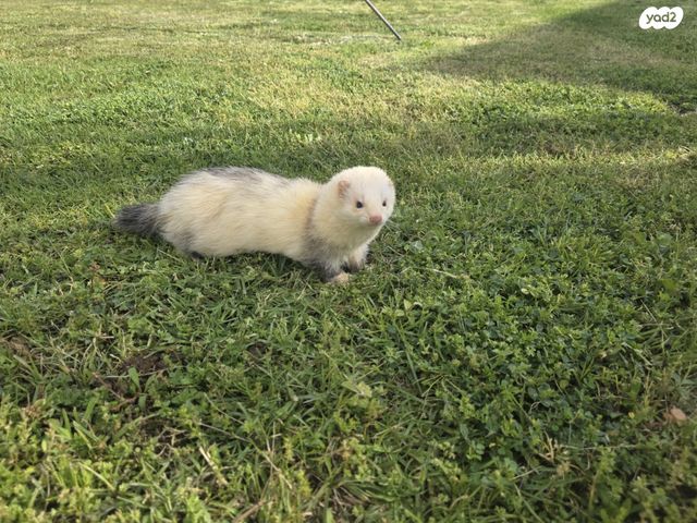 תמונת מודעה - חיות מחמד