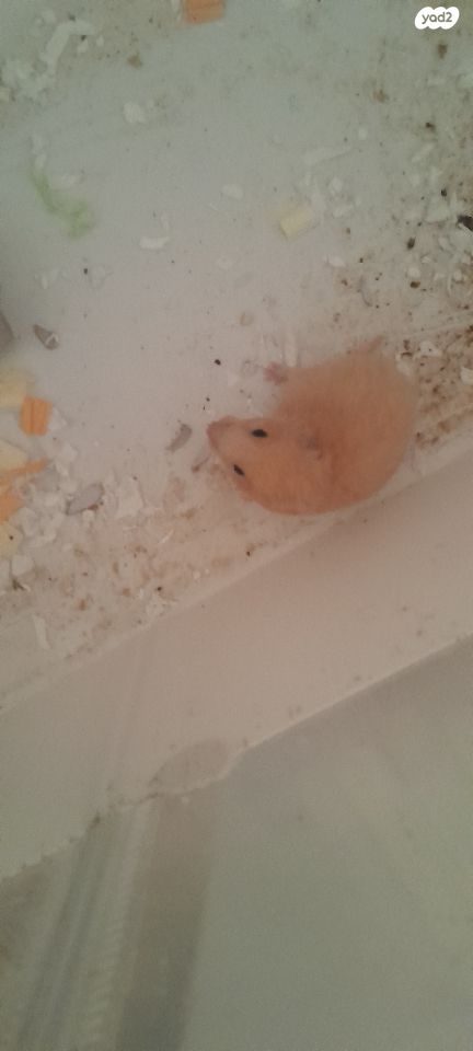 תמונת מודעה - חיות מחמד