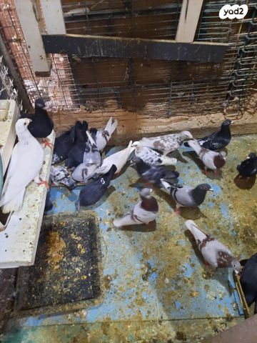 תמונת מודעה - חיות מחמד