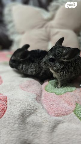 תמונת מודעה - חיות מחמד