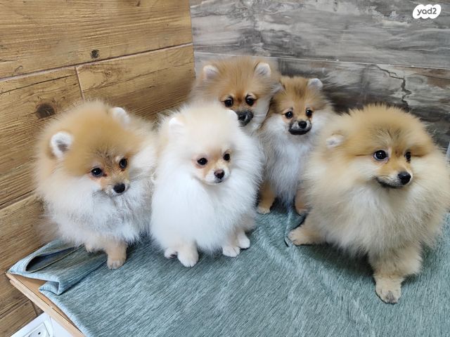 תמונת מודעה - חיות מחמד