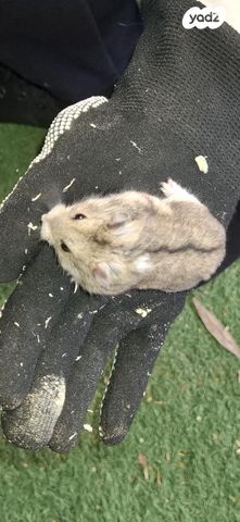 תמונת מודעה - חיות מחמד