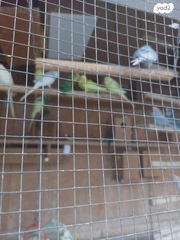 תמונת מודעה - חיות מחמד