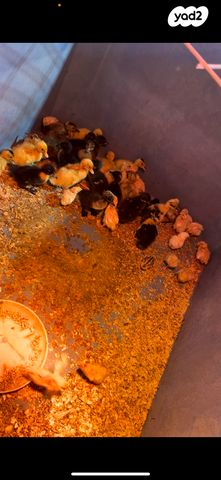 תמונת מודעה - חיות מחמד