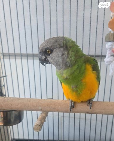 תמונת מודעה - חיות מחמד