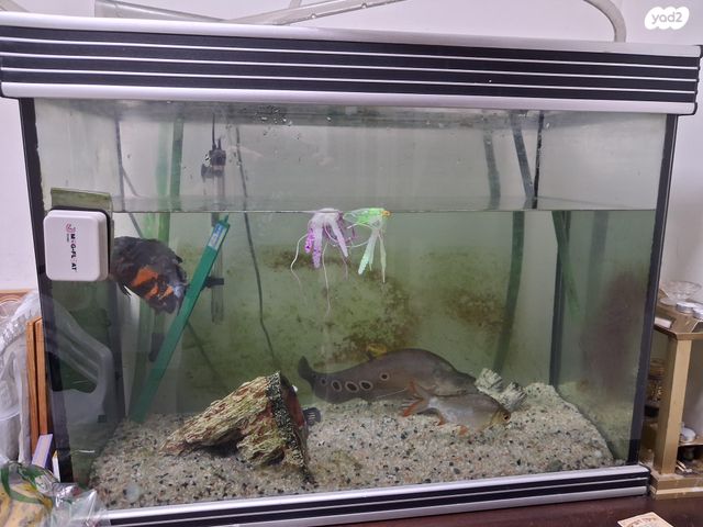 תמונת מודעה - חיות מחמד