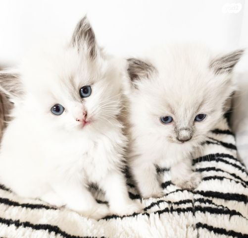 תמונת מודעה - חיות מחמד