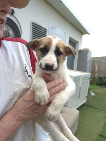 תמונת מודעה - חיות מחמד