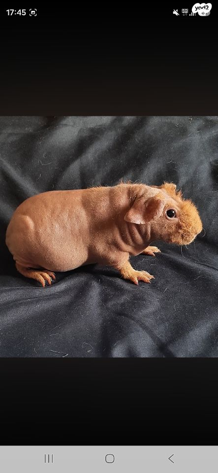 תמונת מודעה - חיות מחמד