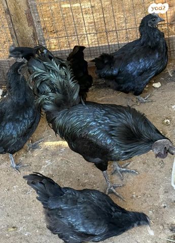 תמונת מודעה - חיות מחמד