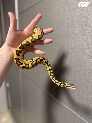 תמונת מודעה - חיות מחמד