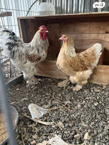 תמונת מודעה - חיות מחמד